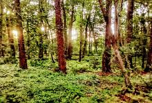 Walter Ray Tootie Nature Trail景点图片