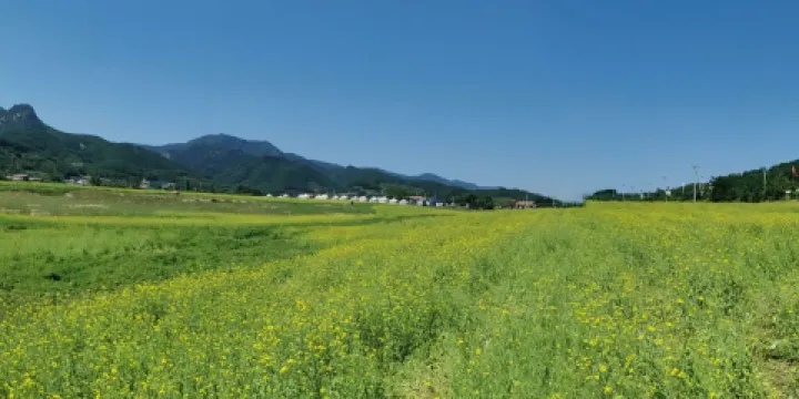 江心島油菜花基地