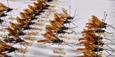 巴伐利亞州動物標本收集研究所