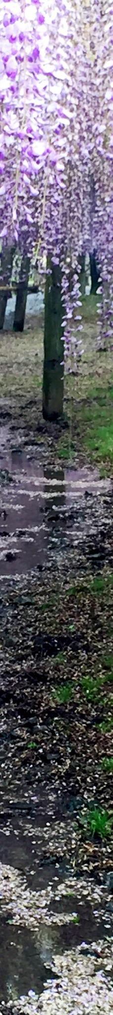 河内藤园-北九州