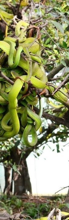 Dong Tam Snake Farm-周城县