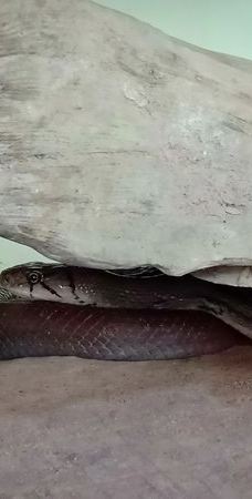 Dong Tam Snake Farm-周城县