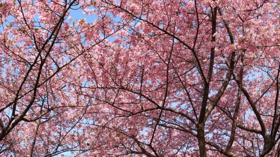 Isesaki Shimin no Mori Park