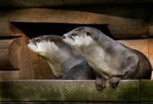 Two Rivers Wildlife Park景点图片
