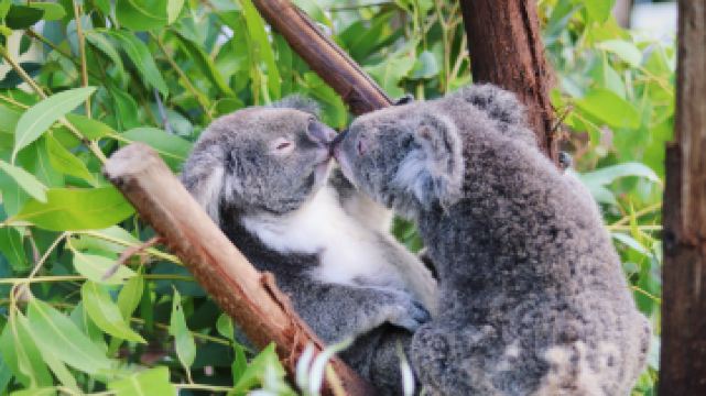 熱帶雨林自然公園