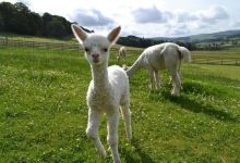 Velvet Hall Alpacas景点图片