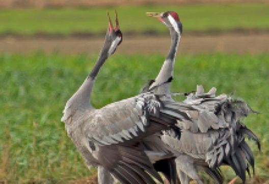 Stawy Milickie景点图片