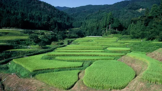 畑の棚田