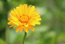 Chief Looking's Village景点图片