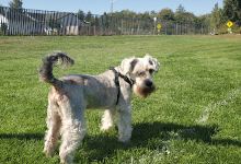 Bakerview Dog Park景点图片