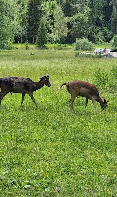Wildgehege Meßstetten-佐勒纳尔布县