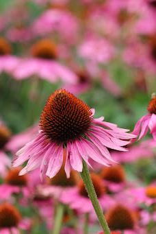 Damask Wind-鹿屋市