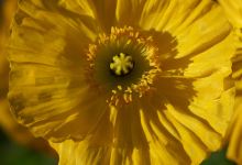 Gärtnerei Fercher购物图片