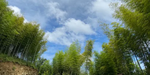 宣漢縣峨城竹海公園