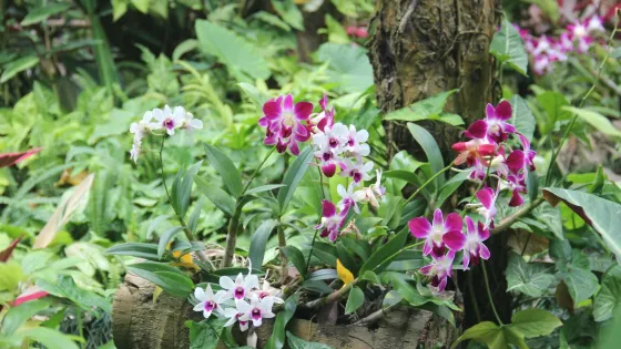 蘭花溪景觀區