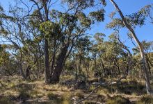 Cromer Conservation Park景点图片
