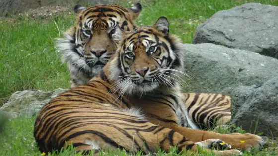 拉弗萊什動物園