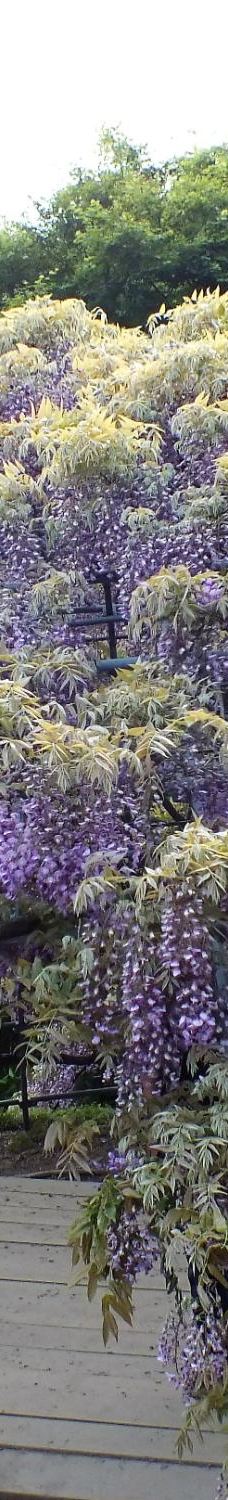 河内藤园-北九州