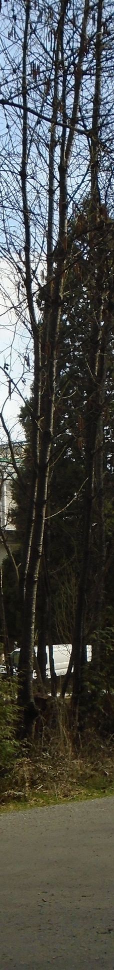 中央公园-本那比