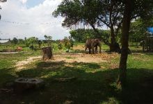 Kasang Kulim Zoo景点图片