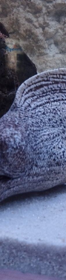 Deniz Dunyasi-安卡拉