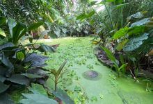 The Living Rainforest景点图片