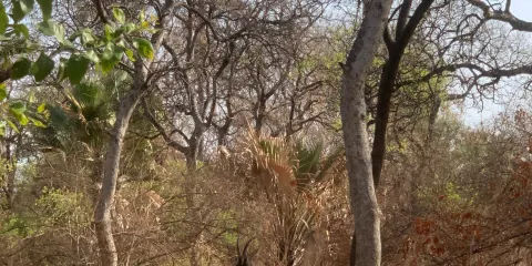 Parc National du Niokolo-Koba