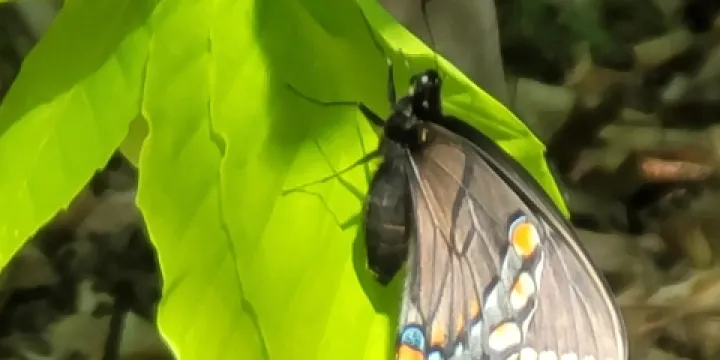 Blue Ridge Center for Environmental Stewardship