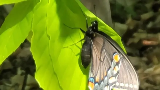 Blue Ridge Center for Environmental Stewardship