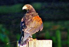 Bridlington Animal Park景点图片