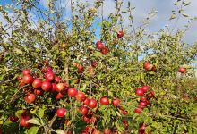 Home Cottage Farm Pick Your Own & Farm Shop景点图片