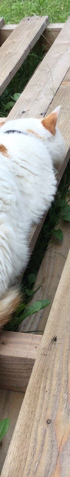 Gotanjoji Temple-越前市