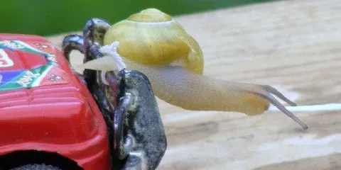 L'Escargotiere d'Arno