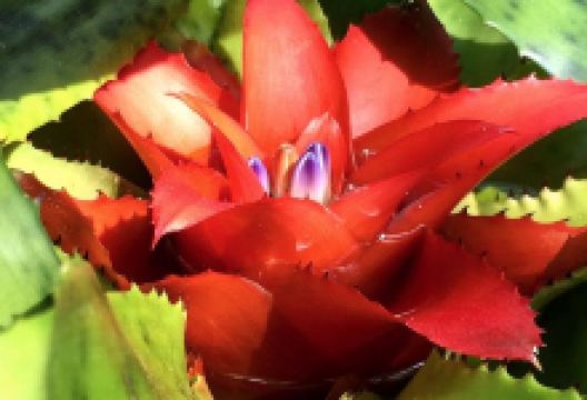 Williams Conservatory景点图片