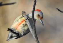 Creasey Mahan Nature Preserve景点图片