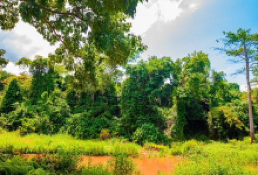 Reserve Naturelle de Dahliafleur景点图片