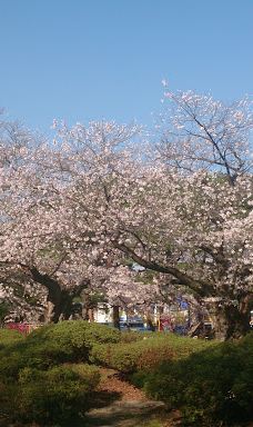 Matsugachi Park-长井市