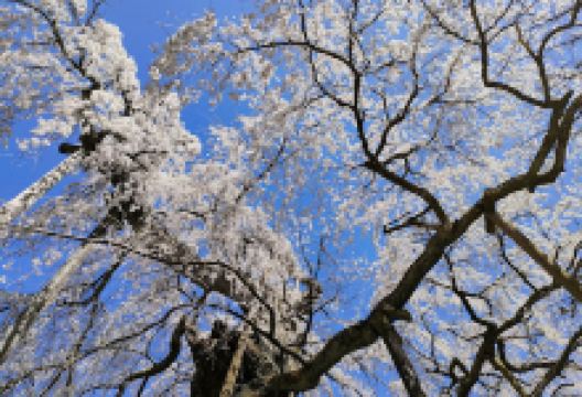 永泉寺景点图片