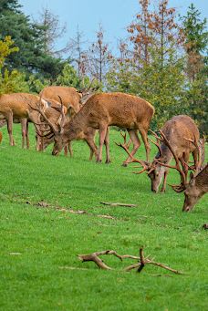 Südliche weinstraße wildlife park-南魏恩斯特拉瑟县
