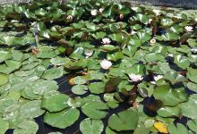 International Beach Camping景点图片