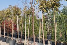 Garden lemy购物图片