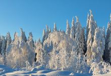 Tammimäki Observation and Bird Watching Tower景点图片