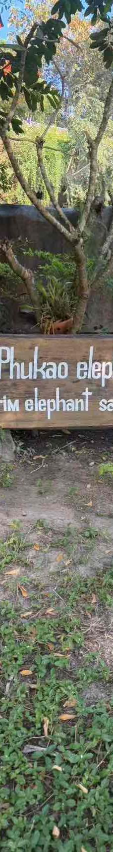 清迈大象丛林保护区-清迈-YoYo_2C8I7H5N