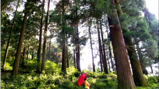 花台山森林公園