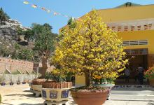 Tịnh xá Ngọc Giác - An Khê - Gia Lai景点图片