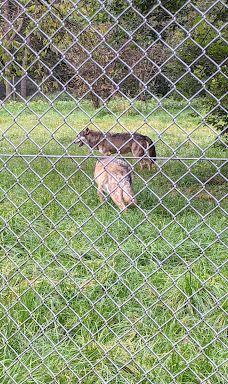 Südliche weinstraße wildlife park-南魏恩斯特拉瑟县