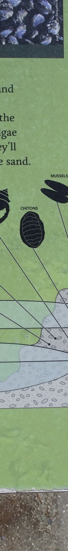 英吉利湾-温哥华