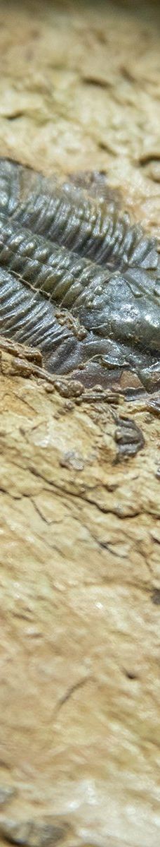 巴林杰陨石坑-科科尼诺县