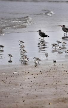 皮斯莫海滩-圣路易斯－奥比斯波县