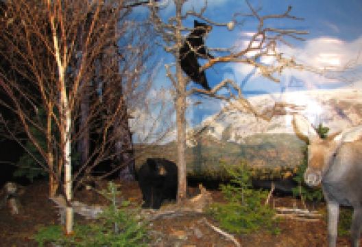 Gros Morne Wildlife Museum景点图片